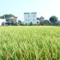  HUYỆN THỌ XUÂN CHÚ TRỌNG TÍCH TỤ, TẬP TRUNG ĐẤT ĐAI ĐỂ SẢN XUẤT NÔNG NGHIỆP ỨNG DỤNG CÔNG NGHỆ CAO, QUY MÔ LỚN