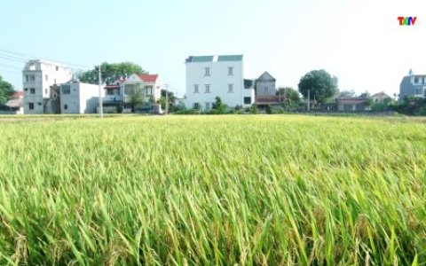  HUYỆN THỌ XUÂN CHÚ TRỌNG TÍCH TỤ, TẬP TRUNG ĐẤT ĐAI ĐỂ SẢN XUẤT NÔNG NGHIỆP ỨNG DỤNG CÔNG NGHỆ CAO, QUY MÔ LỚN