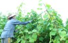 HUYỆN THỌ XUÂN: HẠN CHẾ SỬ DỤNG THUỐC BẢO VỆ THỰC VẬT TRONG SẢN XUẤT NÔNG NGHIỆP