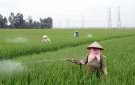  Tăng cường đợt cao điểm phòng trừ sâu bệnh trên lúa mùa năm 2017