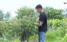 GƯƠNG THANH NIÊN LÀM KINH TẾ GIỎI Ở XÃ XUÂN PHONG