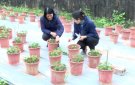 HOẠT ĐỘNG HIỆU QUẢ CỦA TRUNG TÂM NGHIÊN CỨU, KHẢO NGHIỆM VÀ DỊCH VỤ GIỐNG CÂY TRỒNG THANH HÓA