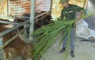 Hướng dẫn các biện pháp phòng chống rét dịch bệnh cho đàn gia súc , gia cầm
