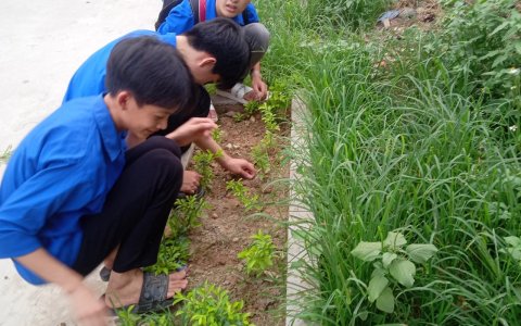  Đoàn thanh niên chăm sóc hàng rào xannh thanh niên chuẩn bị cho các tiêu chí NTM nâng cao trên địa bàn xã